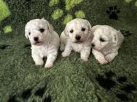 chłopcy - 4 tygodnie